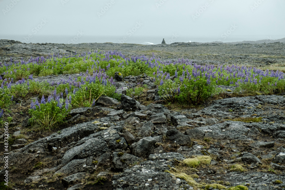 Lupinen in einem Lavafeld an der Strasse 427 bei Grindavik Lupinen in einem Lavafeld an der Strasse 427 bei Grindavik