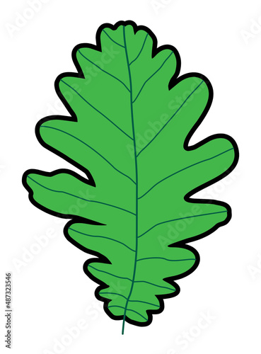 green oak leaf isolated on white