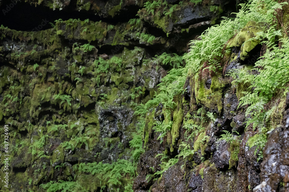Obraz premium Moose und Farne an der Decke der Lavahöhle Arnarkar bei Þorlákshöfn