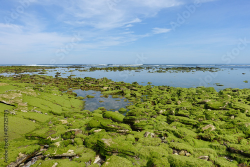 Algues vertes sur les rochers photo