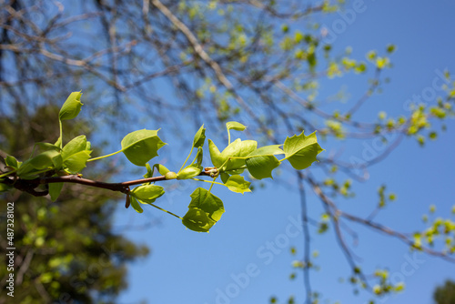 Close up of the leaves of Liriodendron tulipifera known as the tulip tree, American tulip tree, tulipwood, tuliptree