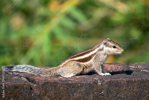 A beautiful Indian palm squirrel is sitting on the wall
