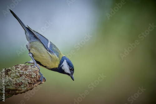 bird in the water