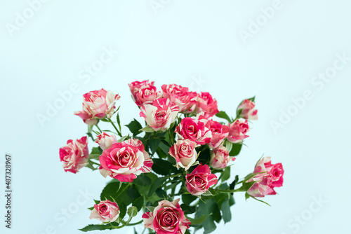 White-red rose on a pastel background. Floral banner. Selective focus, copy space