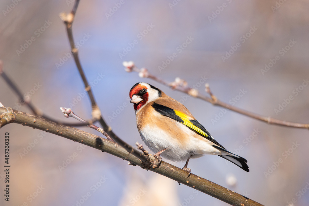 Obraz premium Goldfinch, Carduelis carduelis, perched on wooden perch with blurred natural background