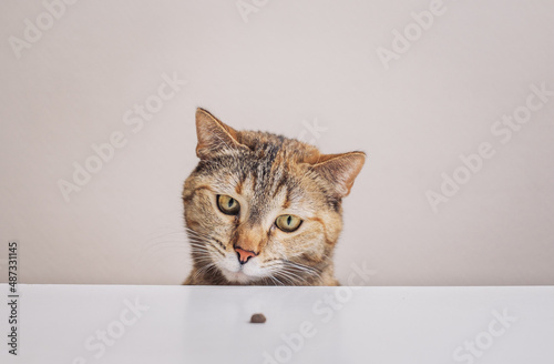 Domestic ginger cat looks at a small crumb of food in front of her nose on the kitchen table.