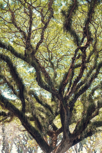 Branches of giant rain tree, Chamchuri or monkey pod tree. Magical beautiful natural background