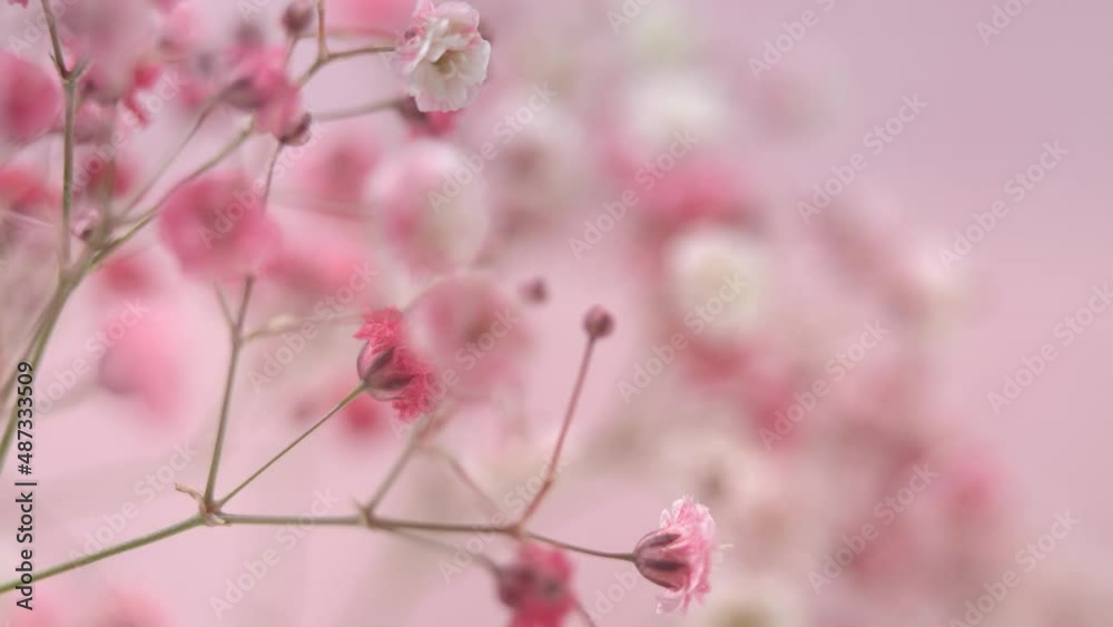 Camera movement on many small pink flower of Gypsophyla. Macro floral background. Nature and spring concept Camera movement on many small pink flower of Gypsophyla. Macro floral background. Nature and spring concept
