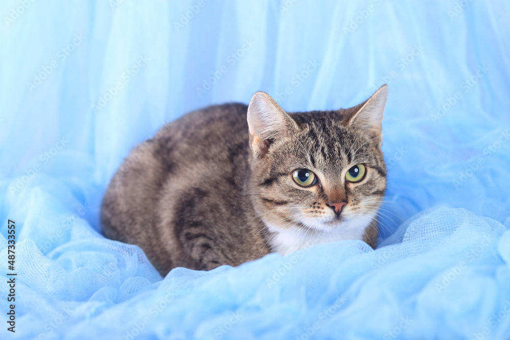 Kitten close up. Cat resting. Pet care concept. Tabby. Portrait of a Cat. Kitten on a blue background. Cat with big green eyes look at the camera. Kitten close up. Cat resting. Pet care concept. Tabby. Portrait of a Cat. Kitten on a blue background. Cat with big green eyes look at the camera.