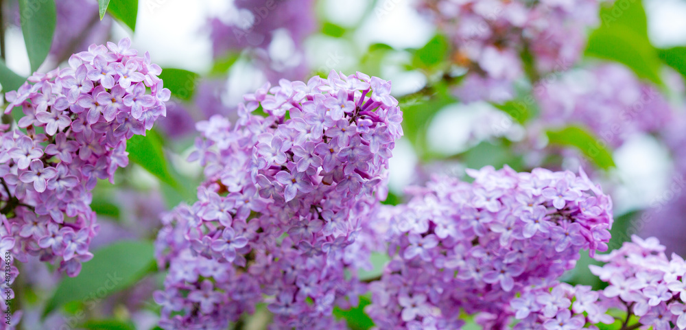 Obraz premium Branch with spring lilac flowers in garden isolated on green.