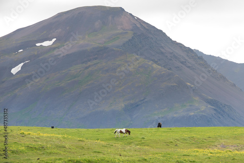 Islandpferde auf einer Koppel nahe Borgarnes