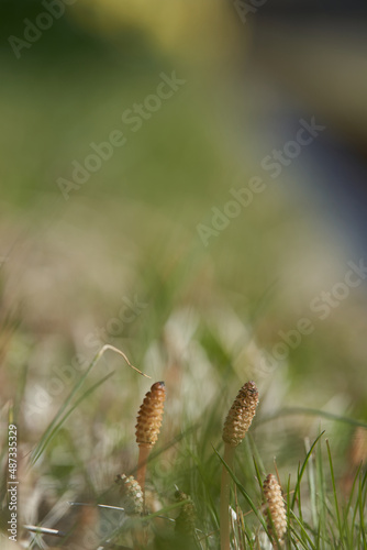 Cute horsetails that makes you feel the arrival of spring