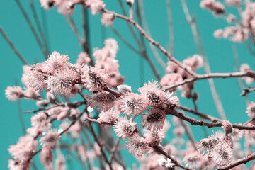 Keuken achterwand Turquoise Roze wilgenkatjes tegen blauwe lentehemel  © serebryannikov