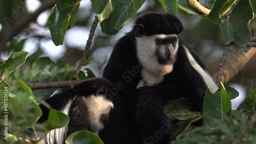 Mantled guereza, Colobus guereza, Harenna Forest, Bale Mountains NP, in Ethiopia. Black and white monkey from east Africa. Animal with young baby, mother care. Wildlife nature from Ethiopia.  photo