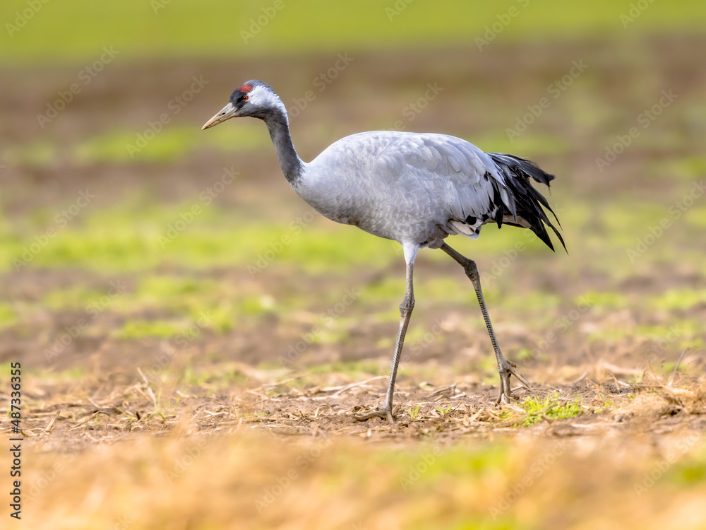 Common crane walking in agricultural field