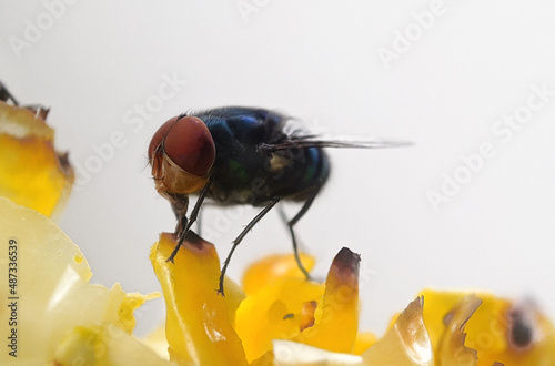 Oriental Latrine Fly - Green flies, close up details of flies