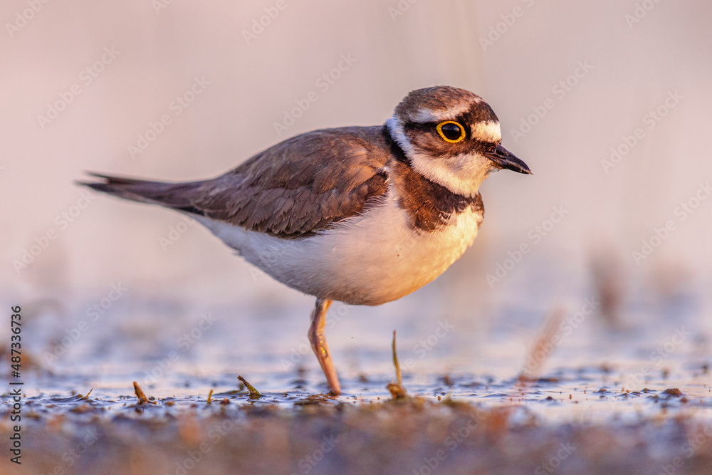 Little Ringed Plover running on bank Little Ringed Plover running on bank