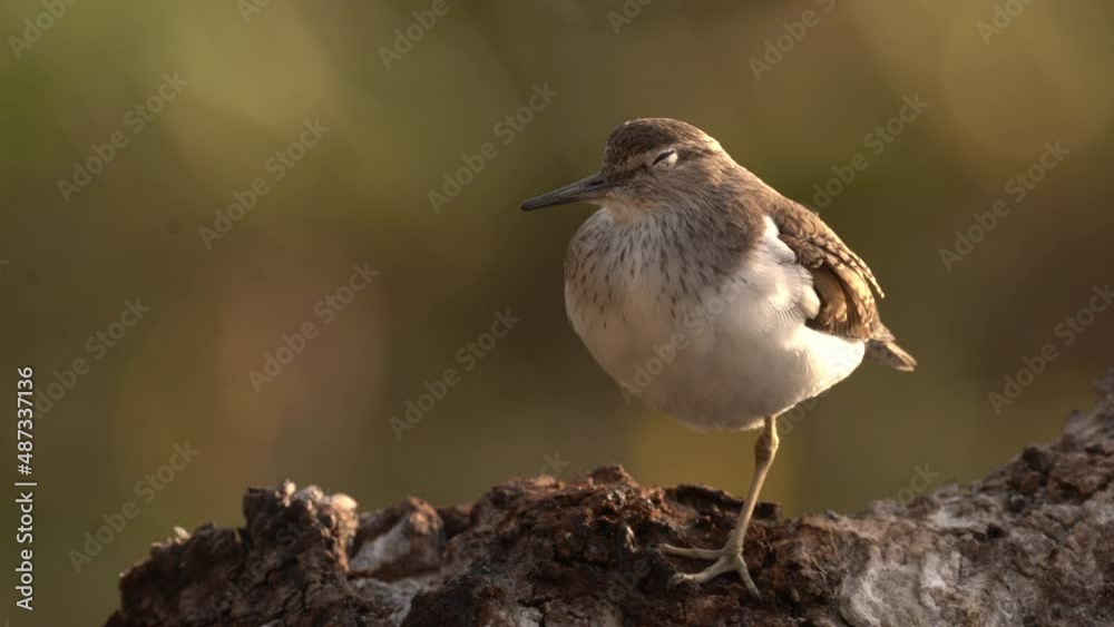 sanderling bird, Calidris alba, wader bird in the nature habitat. Animal on the ocean coast on the sandy beach, beautiful bird from Malaga in Spain, Europe. Bird on the ocean coast.