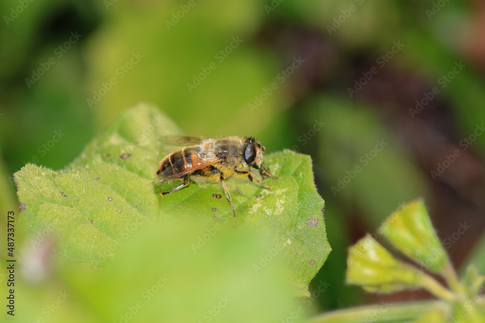 honey bee photo in natural pumpkin flower honey bee photo in natural pumpkin flower