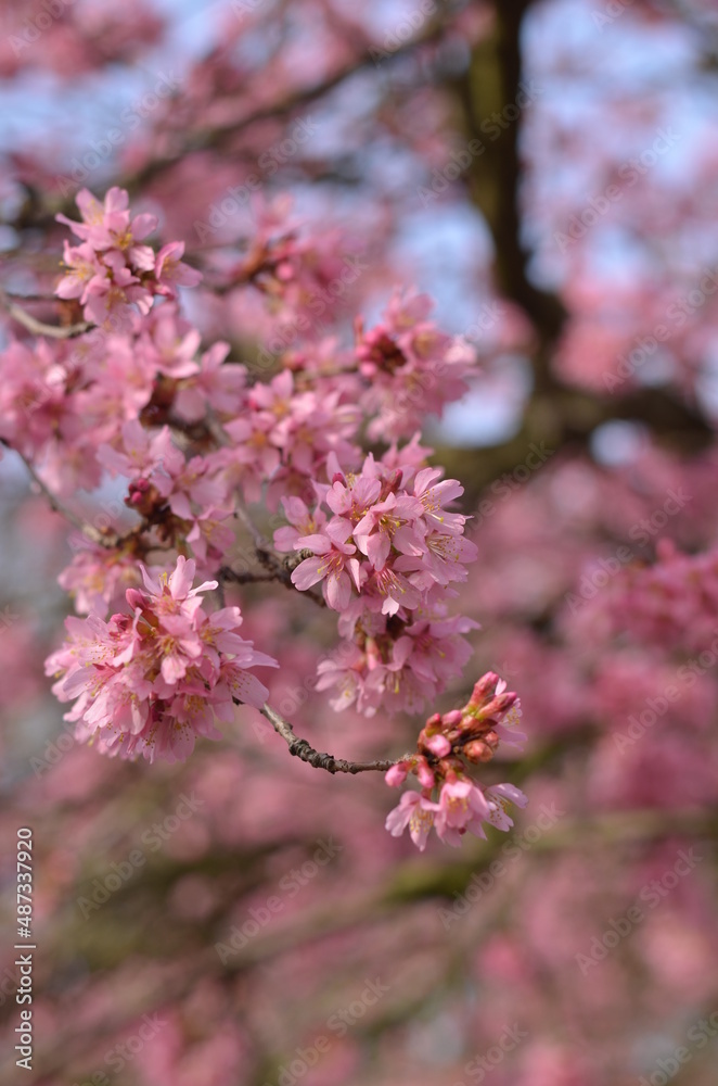 Pink cherry blossom in early February in London park. It is a sunny day with bright blue sky. It’s an incredible combination of pink and blue colours. The flowers are tender and look pretty fluffy. Pink cherry blossom in early February in London park. It is a sunny day with bright blue sky. It’s an incredible combination of pink and blue colours. The flowers are tender and look pretty fluffy.