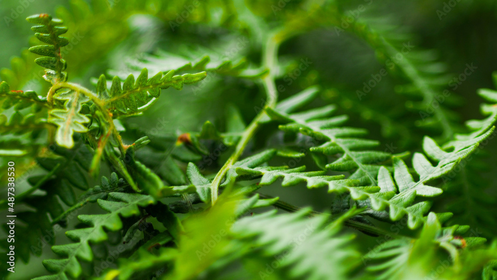 Macro de feuilles de fougère d'un vert intense, en période printanière, dans la forêt des Landes de Gascogne Macro de feuilles de fougère d'un vert intense, en période printanière, dans la forêt des Landes de Gascogne