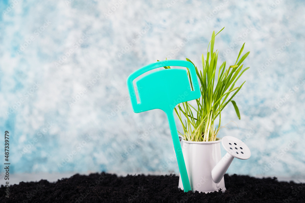 Green spring grass in white garden watering can close up and copy space. Gardening, ecology, Easter concept greeting card... Green spring grass in white garden watering can close up and copy space. Gardening, ecology, Easter concept greeting card...