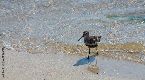 A Dunlin is walking on the beach. Also known as a Red-backed Sandpiper photo