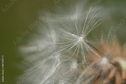 blow ball in a park in Japan close up