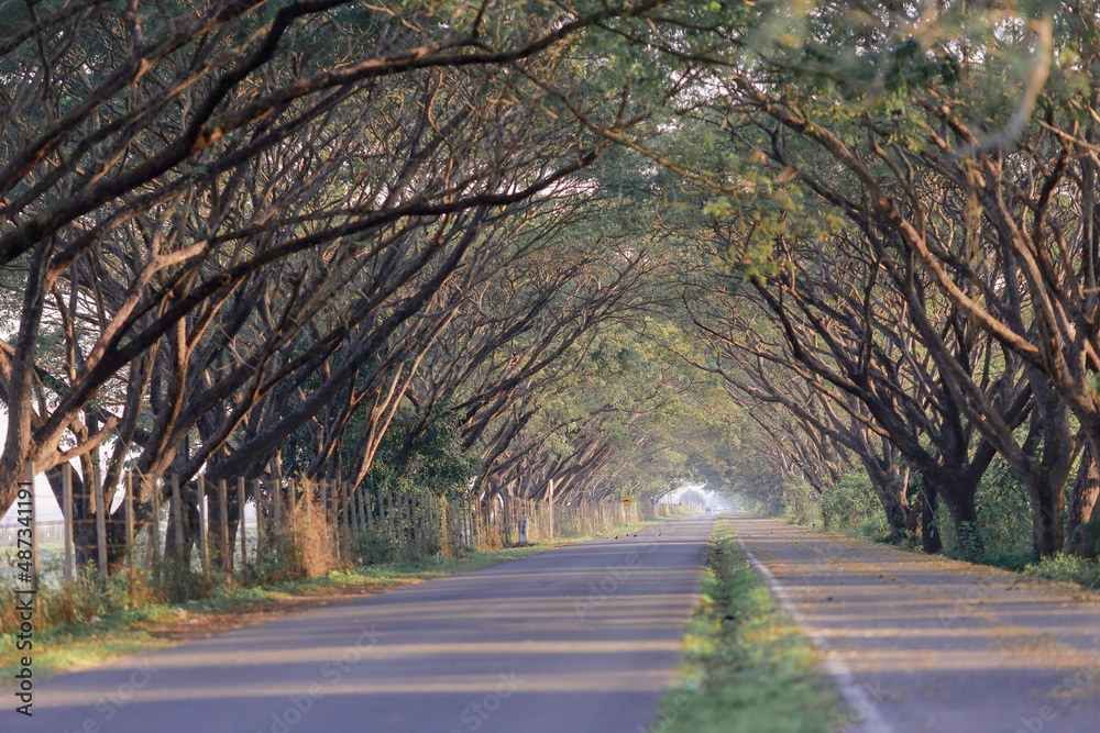 Fototapeta premium Beautiful road with natural tree tunnel