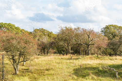 In late autumn, most trees are already without leaves in this varied dune area of ​​the Amsterdam Waterleidingduinen