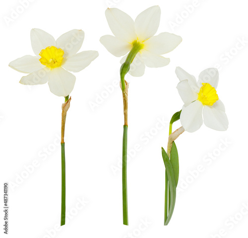 Fototapeta Single white flowers Daffodils on white background