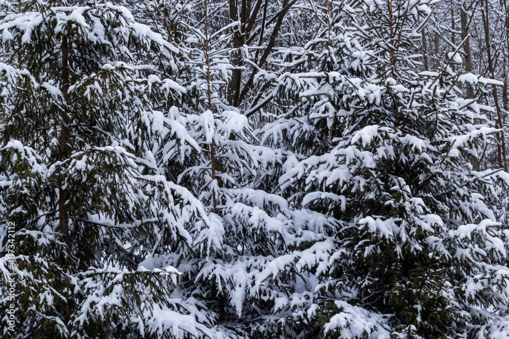 Pine tree branches under the snow at winter day Pine tree branches under the snow at winter day