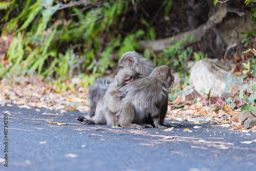 Wild monkey in Yakushima island Kagoshima Japan 