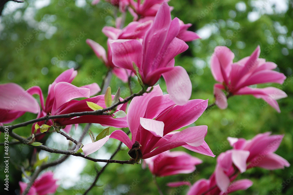 Magnolia 'Susan' flowers during spring blooming in a city park. Branches of magnolia tree on the background of fresh spring greens Magnolia 'Susan' flowers during spring blooming in a city park. Branches of magnolia tree on the background of fresh spring greens