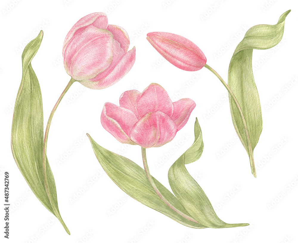 Watercolor hand drawn flowers tulips set in vintage style. Spring ...