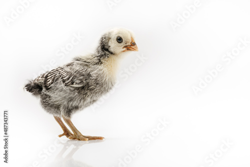 silver Sebright bantam hen isolated on white.