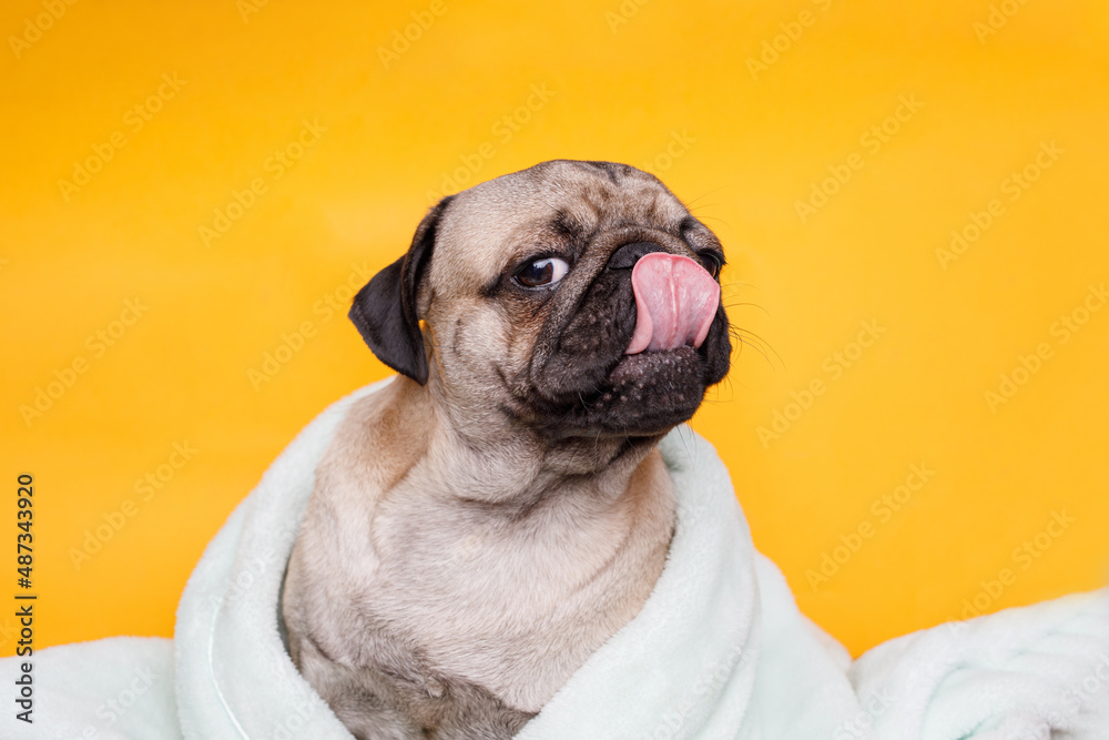 Funny wet puppy of the pug breed after bath wrapped in towel. Just