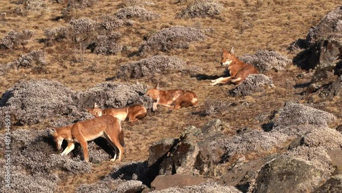 Ethiopian wolf pair, Canis simensis, pack in the nature. Bale Mountains NP, in Ethiopia. Two rare endemic animal from east Africa. Wildlife nature from Ethiopia.              photo