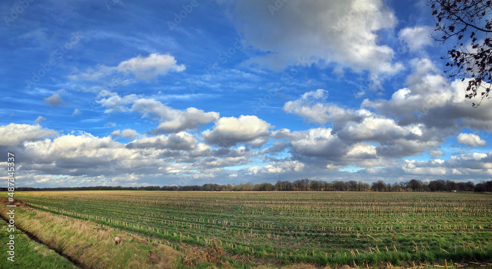 Clouds and blue sky above the Es of Uffelte Drenthe Netherlands. Fields at the Uffelter es. Panorama.