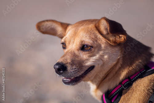 Close-up of mixed-breed dog's happy face looking away from the camera with relaxed jaw and ears isolated on a blurred background in brown tones. Empty space for text © Marta Nogueira