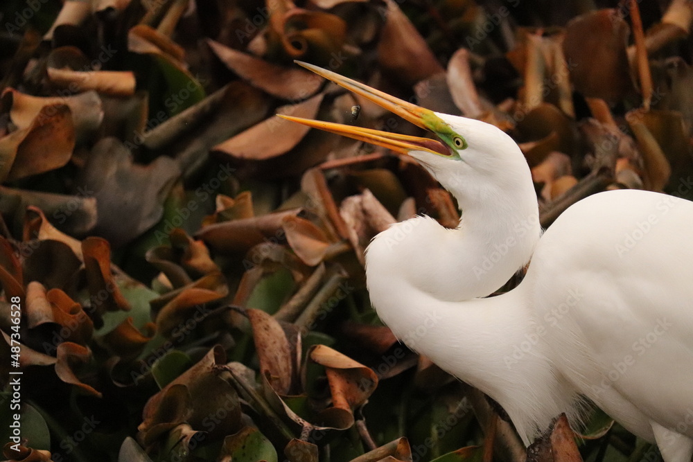 Obraz premium Great White Heron Fish meal time