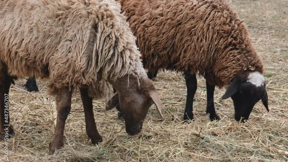 Herd of fat-tailed sheep in the zoo. 4K resolution video. Fat tailed sheep grazing at the field. Farm animals Herd of fat-tailed sheep in the zoo. 4K resolution video. Fat tailed sheep grazing at the field. Farm animals