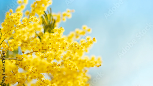 Close up of yellow mimosa flowers against blue sky