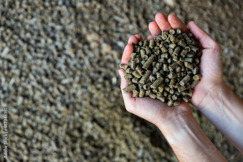 Closeup of handful of granulated rapeseed meal in male hands. Concept of organic supplement in production of compound feed for livestock animals