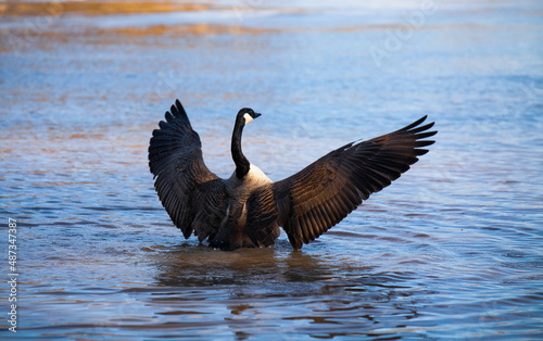 Canada goose spreading wings in blue water. Sunny day.