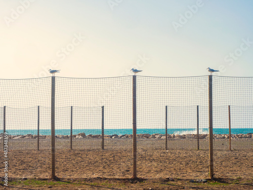Aves marinas posadas en postes de madera en la playa de Málaga