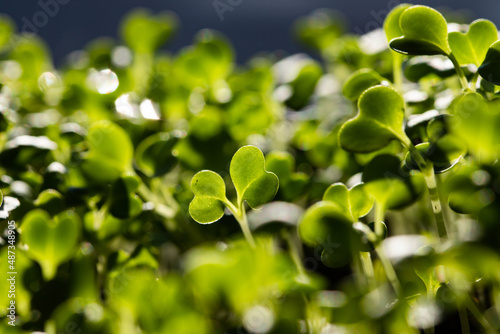 microgreens growing in pot healthy eco food