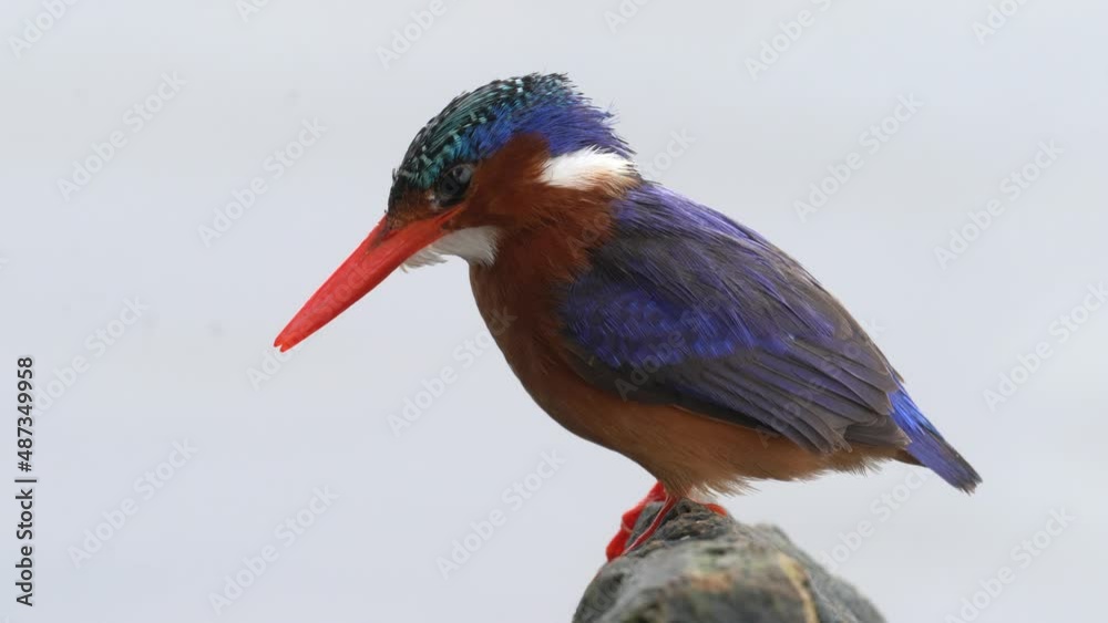 Malachite Kingfisher, detail of exotic African bird. Beautiful colorful animal sitting on the stone. Lake Awassa, Ethiopia in Africa. Wildlife nature. Malachite Kingfisher, detail of exotic African bird. Beautiful colorful animal sitting on the stone. Lake Awassa, Ethiopia in Africa. Wildlife nature.