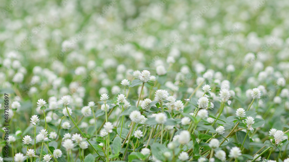 white flowers field in the country sitle. white flowers field in the country sitle.