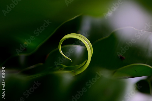 closeup shooting fern leaf,new life concept
